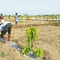 வருமானத்துடன் பண்ணை நிலம் பயிற் செய்யும் நிலம் விற்பனைக்கு 