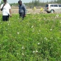 சிறிய முதலீட்டில் பெரிய இடம்  பண்ணை நிலம் மரக்கன்றுகளை நட்டு தருகிறோம்