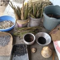 நாட்டு விதை காய்கறி விதைகள் மற்றும் மர விதைகள்