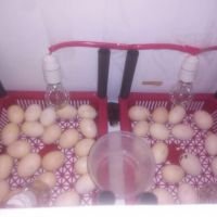 குஞ்சு பொரிப்பான் இயந்திரங்கல் விற்பனை (Egg Incubators)