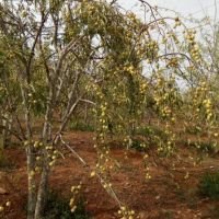 முப்பது லட்சம் வருமானம் வரக்கூடிய விவசாய நிலம் விற்பனைக்குள்ளது