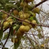 முப்பது லட்சம் வருமானம் வரக்கூடிய விவசாய நிலம் விற்பனைக்குள்ளது