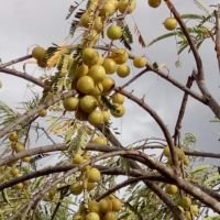 முப்பது லட்சம் வருமானம் வரக்கூடிய விவசாய நிலம் விற்பனைக்குள்ளது