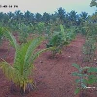 மாயா பசுமை பண்ணை நிலம் விற்பனைக்கு