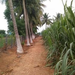 அன்னூா் to அவினாசி ரோடு தென்னை மர தோட்டம் விற்பனை 